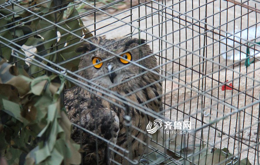 雕枭别名恨狐,主要栖息于山地林间,以啮齿类动物为食.