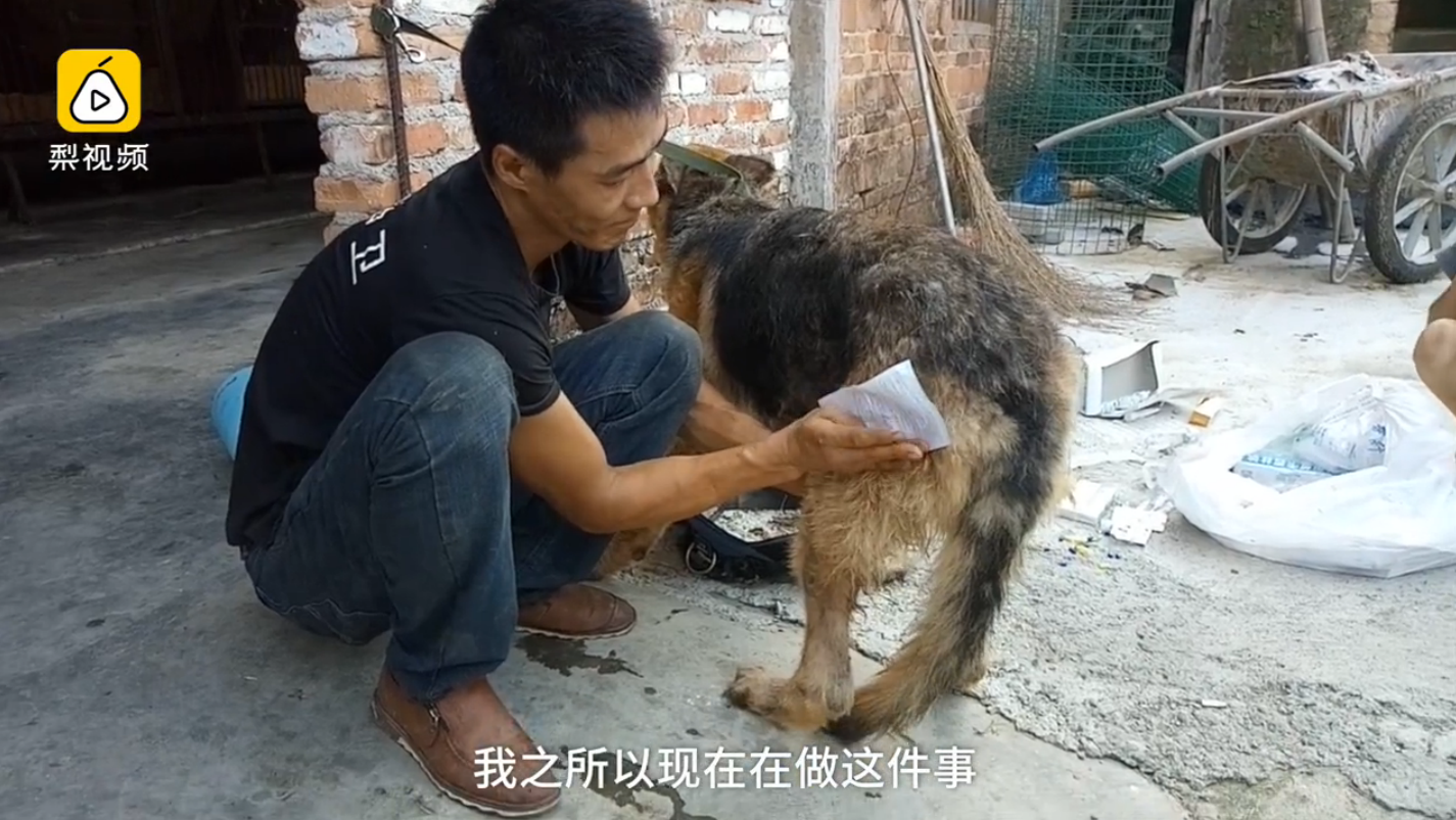 为报警犬救命之恩 男子花百万收留流浪狗