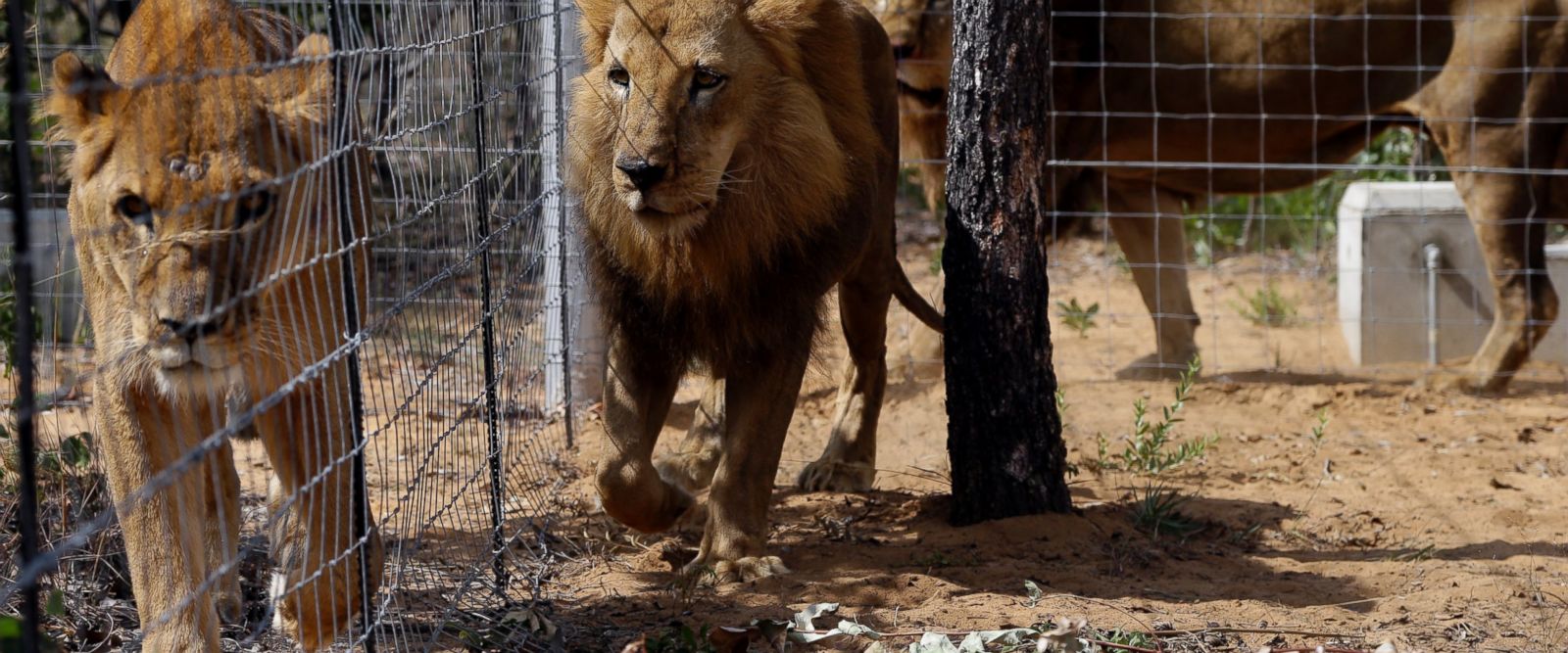 南非：两头狮子刚刚逃离马戏团 就被偷猎者射杀