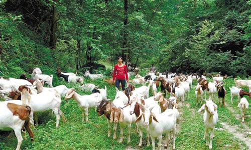 石柱土家山民饲养"跑山羊"鼓足"钱袋子"