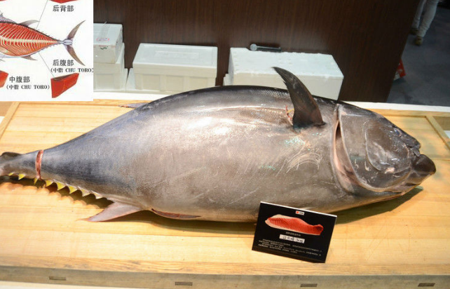 遭环保组织质疑后 京东宣布下架自营蓝鳍金枪鱼