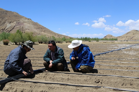 引进青岛农业发展新理念 培育打造西藏萝卜小