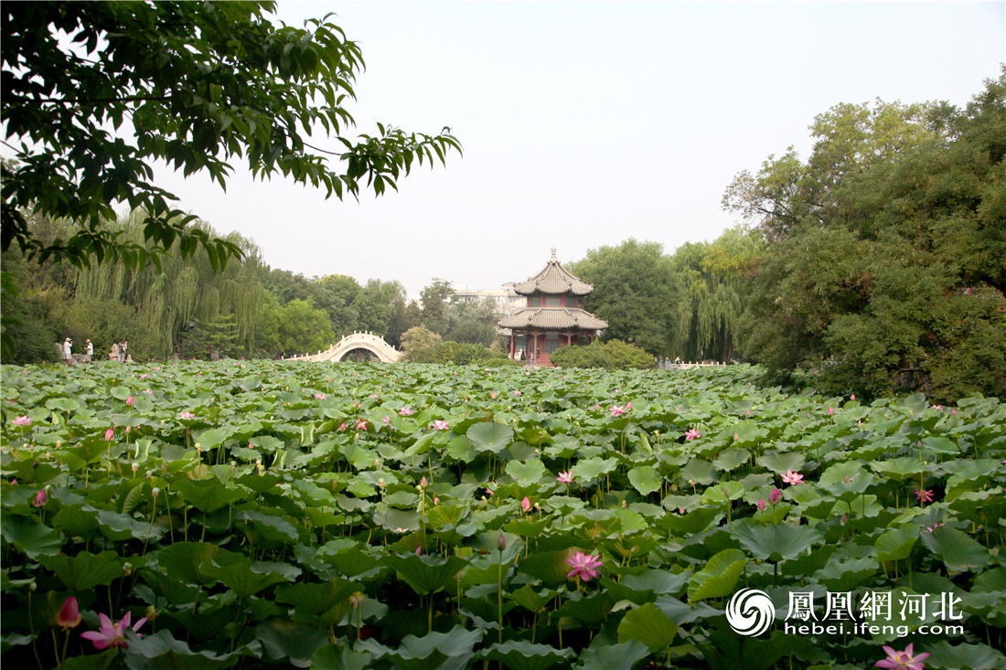 六月的古莲花池 花开静好(图)