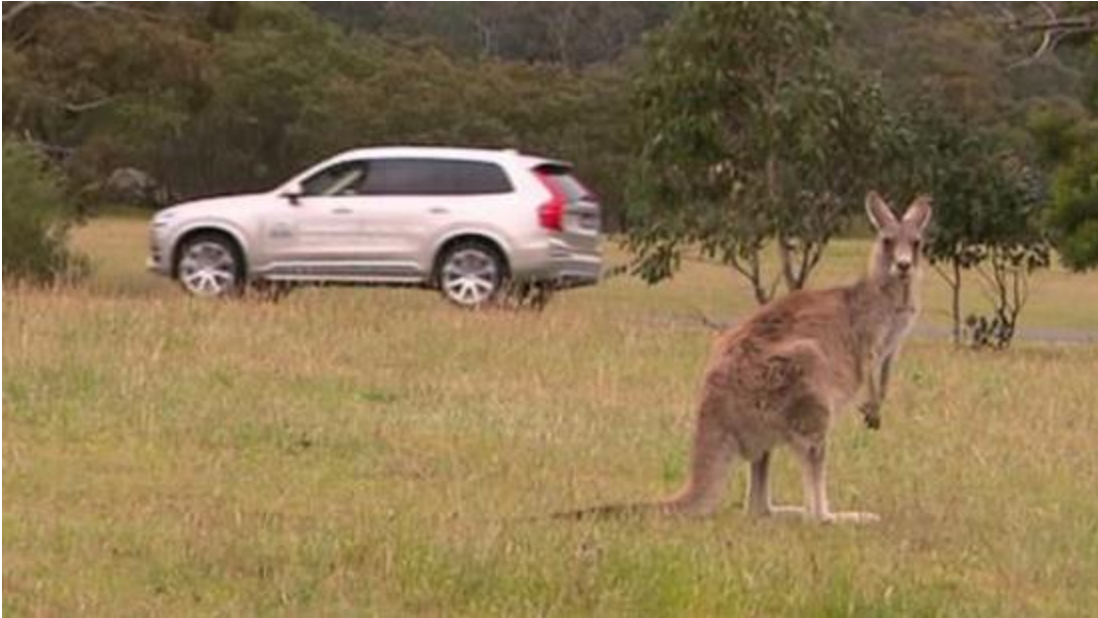 无人驾驶在澳洲遇难题 都因袋鼠走路太怪异