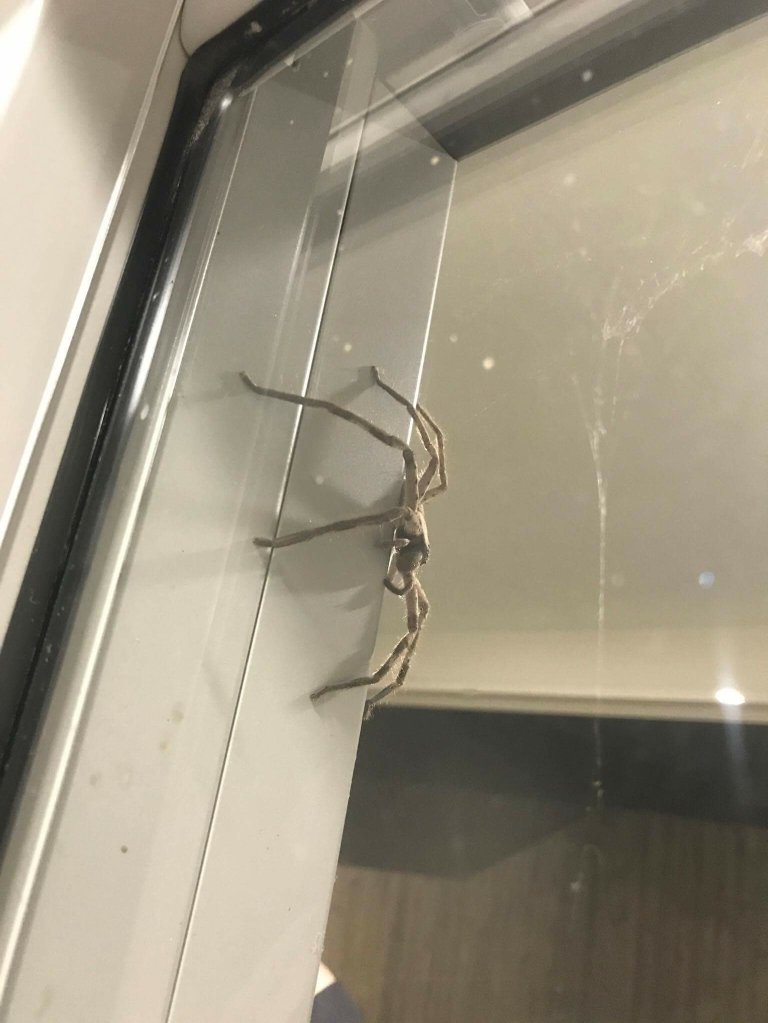 澳大利亚夫妇被巨型蜘蛛困在房里 连猫都怂了