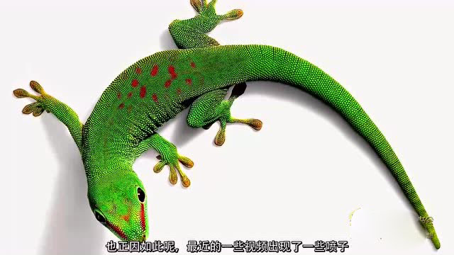 可爱的淡水海龟怎么饲养