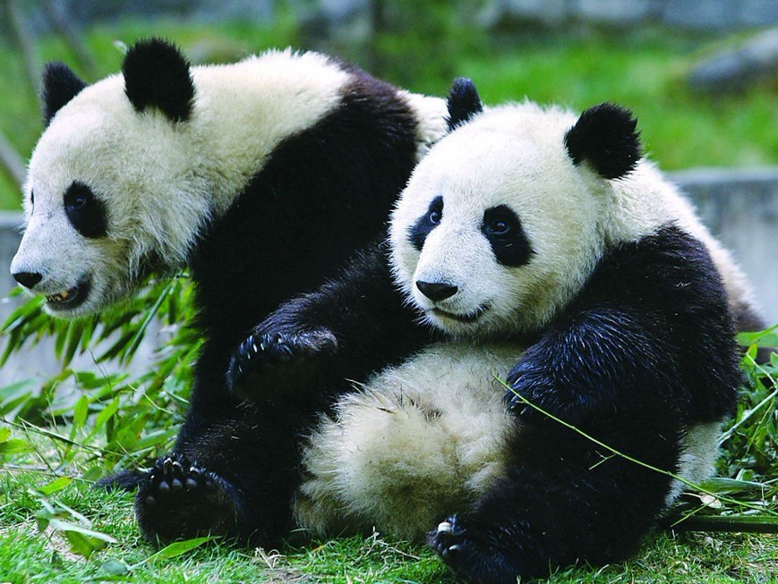 旅法熊猫宝宝“欢欢”怀孕，法国人开心坏了！