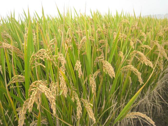 中国科学家发现水稻高产关键基因，2-3年后培育出新品