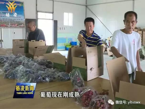 杨凌：致力打造绿色农产品 保障舌尖安全