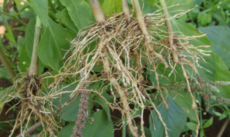 辣椒死苗是什么原因?防治死苗盈辉杀线剂不可