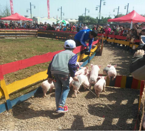 东芭乐园小猪运动会 --2017年富德生命人寿陕