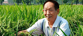 袁隆平谈“超级稻” 日本人也被我们水稻折服 