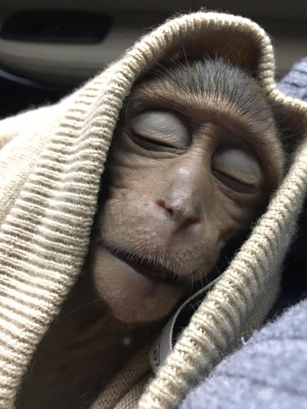 小猴子偷喝一口游客饮料 当场昏迷10个小时