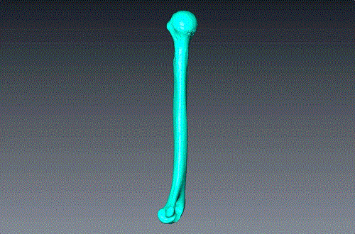 科学家模拟出史前女性手臂骨：比当代人强壮得多