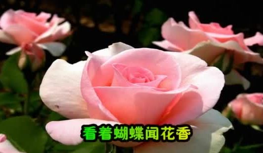 经典好歌曲!美美哒