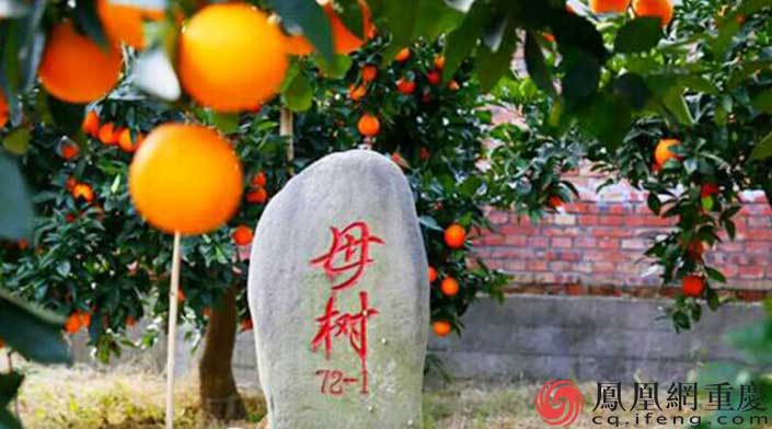 构建特色农业新格局 奉节脐橙夺得“四个第一”_重庆频道_凤凰网