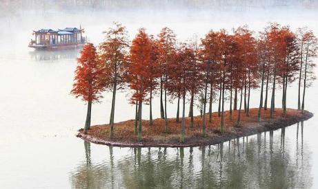 美丽中国丨水上森林画中游