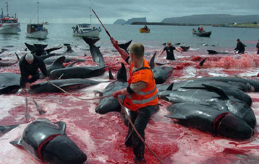 欧盟与巴西等12国联名谴责日本在南极所谓“科研捕鲸”