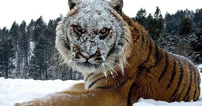 
为什么说老虎是大猫？看了这6张图你就知道了
