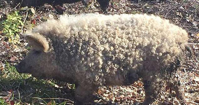 
英丛林惊现“披着羊皮的猪”

