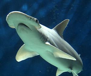科学家首次发现吃素的鲨鱼!像海龟般吃海草