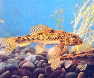 不只青草鲢鳙高宝邵伯湖现有52种鱼_江苏频道