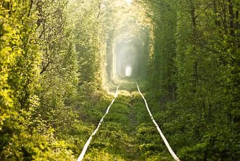 全球十大最美林荫隧道 一定有你喜欢的那个