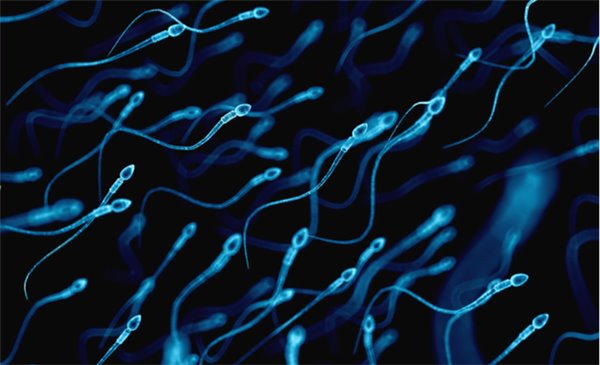 人类正面临“精子末日” 或将在50年内失去生育能力