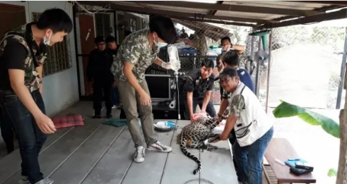 泰国女子遛豹子吓坏邻居 称豹子做了手术需要运动