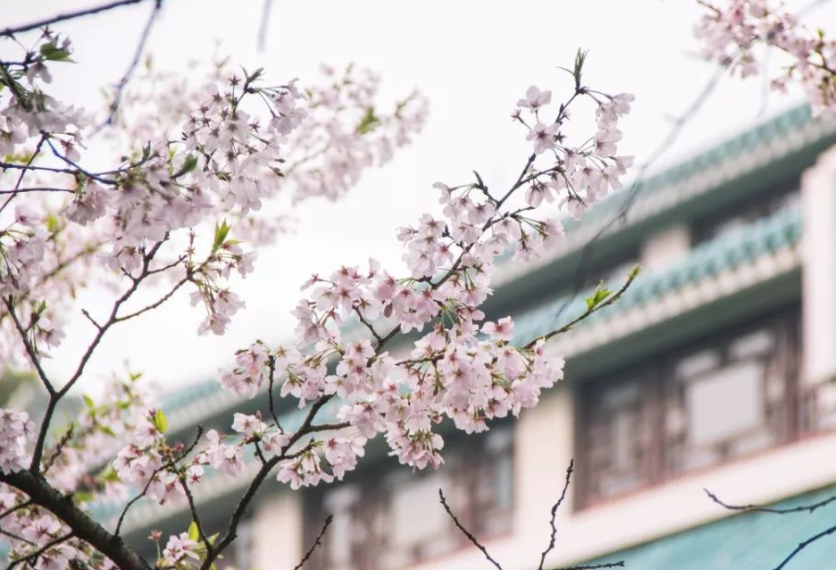 邂逅2018年中国最美春天 就在本月武大樱花节！