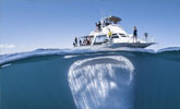 鲸鲨潜伏游艇下近一小时 安静“观察”游客