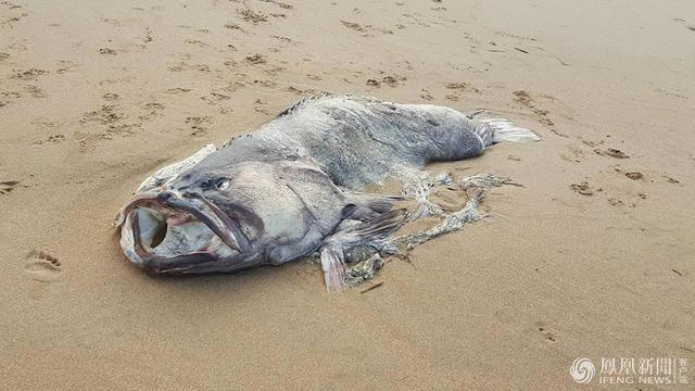 2米长巨型鱼搁浅澳洲海滩引争议