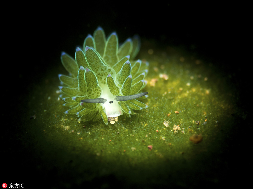 海洋最萌的动物是什么!海蛞蝓又被称为“叶羊”（图片）