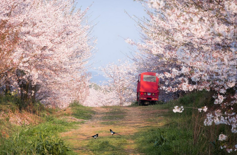 别去日本啦！蓝色星球最美最大的樱花园竟在贵州
