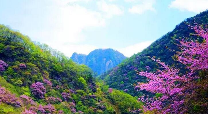 太平国家森林公园第十四届紫荆花季暨秦岭旅游