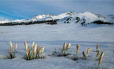 新疆“空中草原”美丽野百合在冰面上起舞