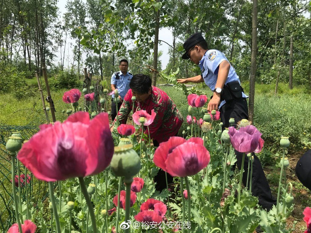 徽城焦点 经查,赵老太听信大烟壳能医治哮喘,就在自家菜园偷偷种植.