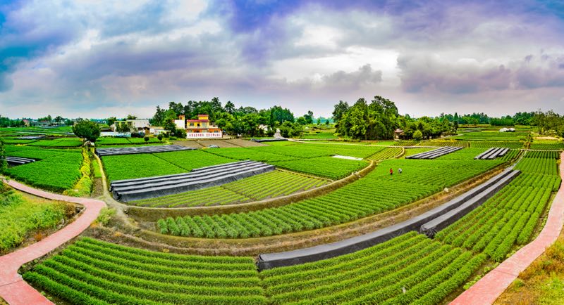 郫都区掀起大学习、大讨论、大调研活动热潮