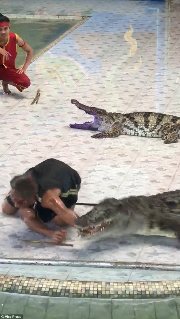 泰国驯兽师表演时被鳄鱼咬中（图）