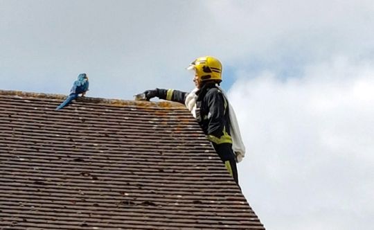 鹦鹉被困屋顶 对来救它的消防员大骂“滚开！”