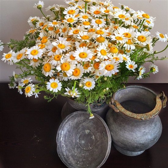 雏菊绽放,用DAISY BEAUTY传达你的爱情
