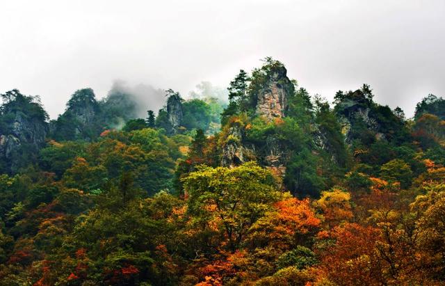 城口秋色 (城口县旅游局供图) 前往城口赏秋的游客纷纷感叹:城口的秋天,是采摘者的天堂,美味多汁、香甜可口的冬桃,纯天然、原生态的板栗,野生地道的核桃、猕猴桃等,满足了游客挑剔的味蕾;城口的秋天,是摄影爱好者的天堂,更是文人墨客的圣地,漫山遍野的彩叶由山上至山下层林尽染,给游客带来视觉上的享受。城口的秋天,温和而不疏淡,热烈而不拘束。