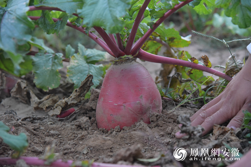 产业扶贫与电商扶贫双管齐下 阜阳三义村也要