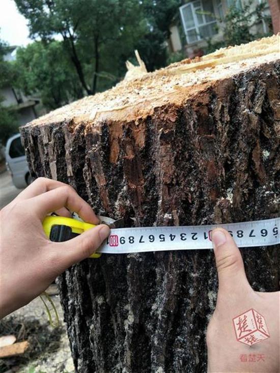 武汉一别墅主人砍伐自家院内树木被罚1.3万