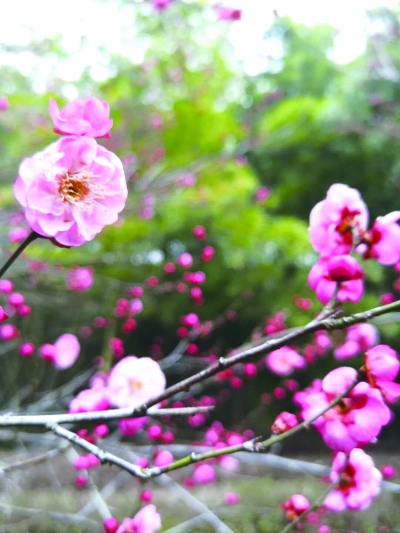 武漢哪里可以看梅花?15處最佳賞梅點(diǎn) 看你家附近有沒(méi)有(圖2)