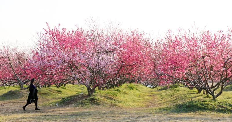 春到合肥来 花开三十岗· 2019中国合肥桃花节即将启幕