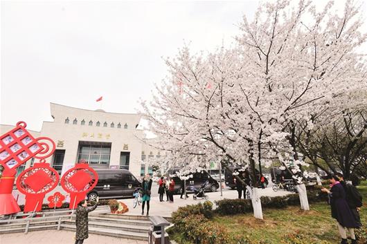 三月小学温如糯a小学樱花缀满江城春风埔东中心图片