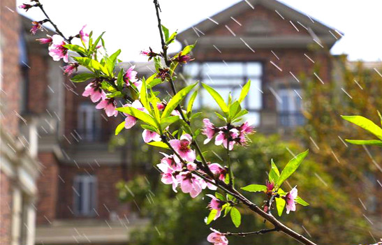 上海：千花百卉争明媚” width=