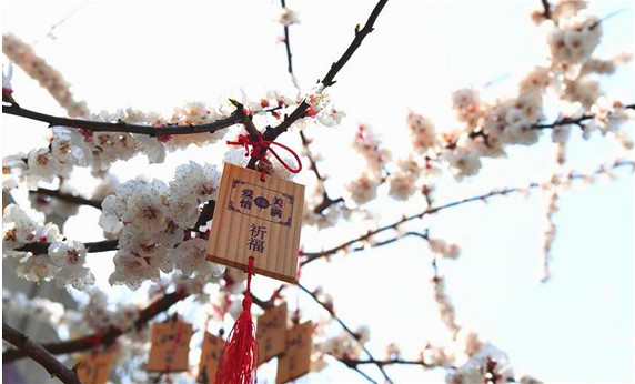 花季济南迎来无限好春光