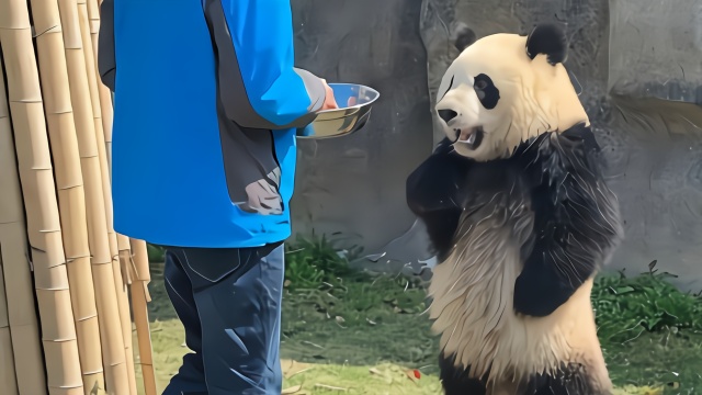 网红界又添新成员！大熊猫性感“叉腰”一夜爆红